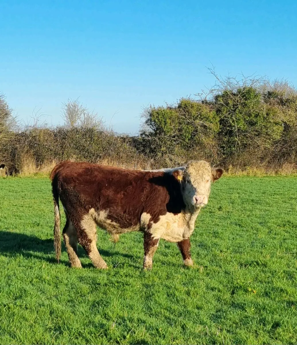 pedigree Hereford bull - Image 2