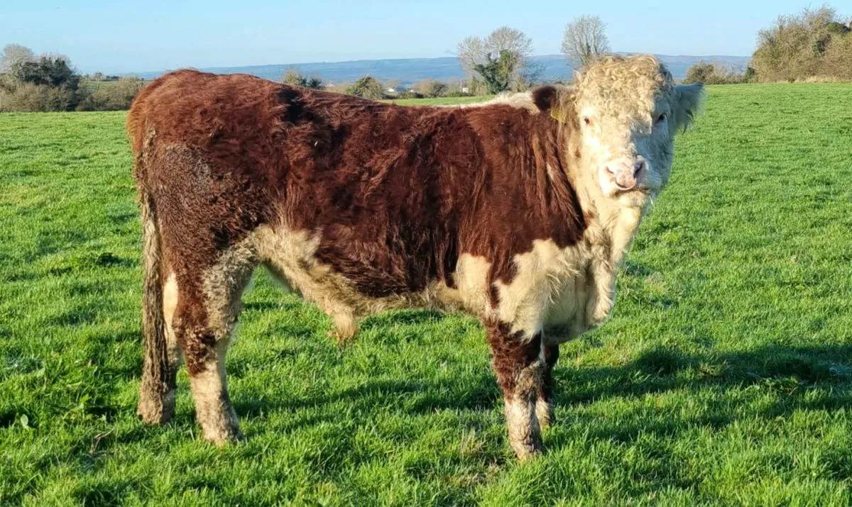 pedigree Hereford bull - Image 3