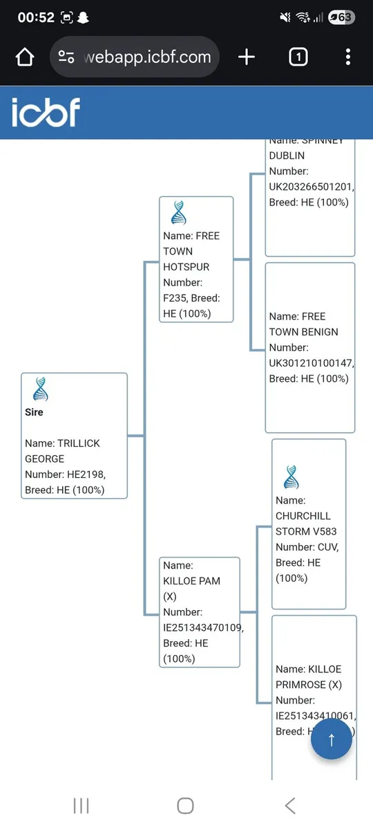 pedigree Hereford bull - Image 4