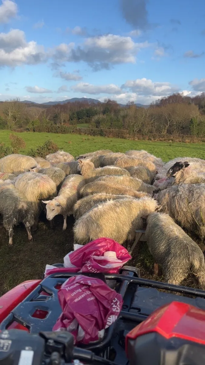 36 mixed lambs - Image 1