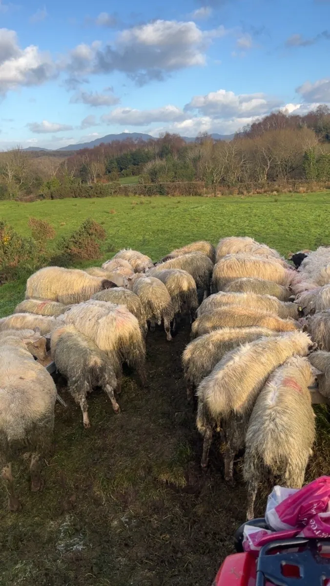 36 mixed lambs - Image 2