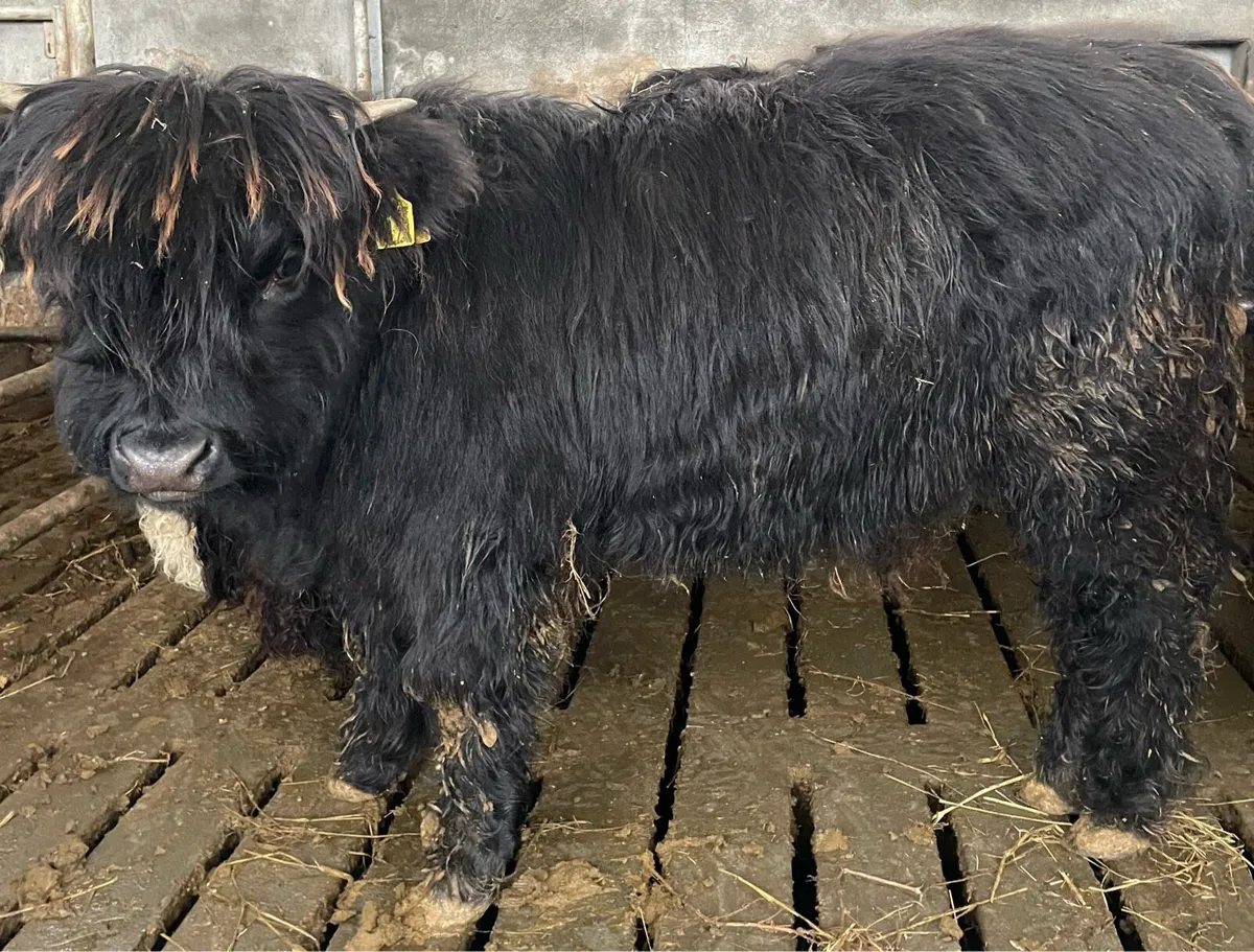 Pedigree Reg Highland Heifer - Image 1