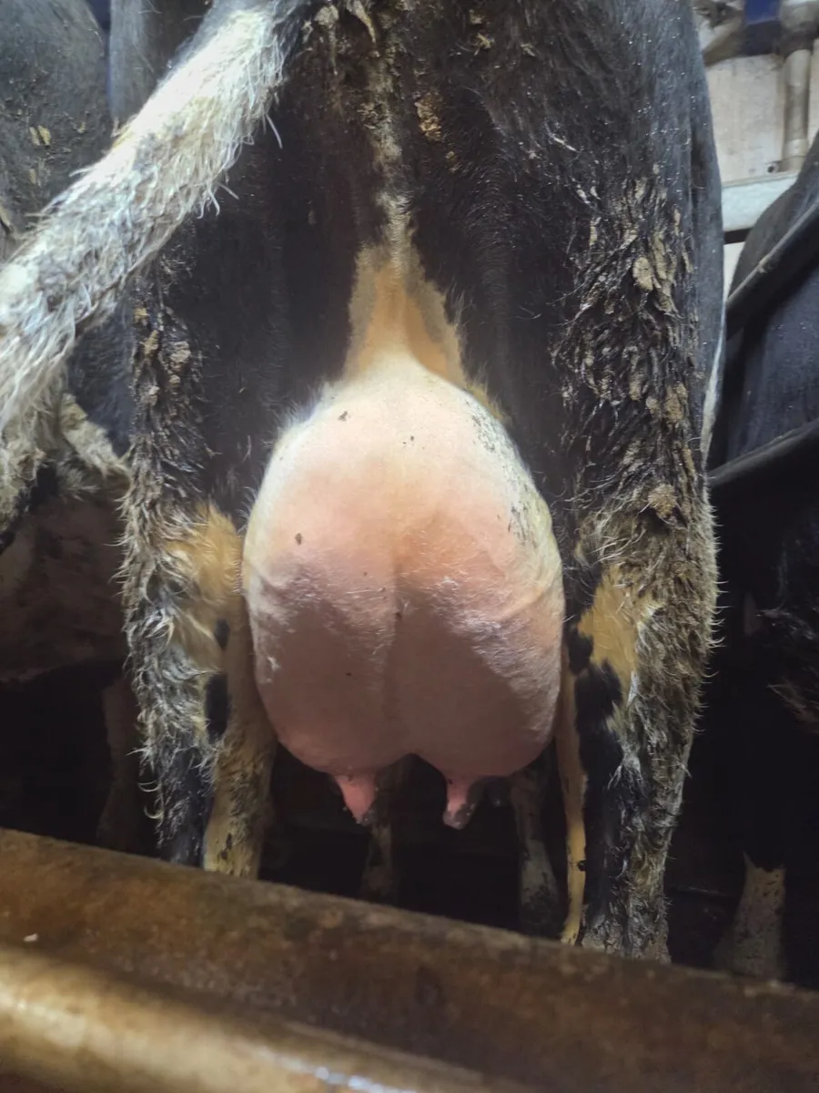 Calved heifer - Image 1