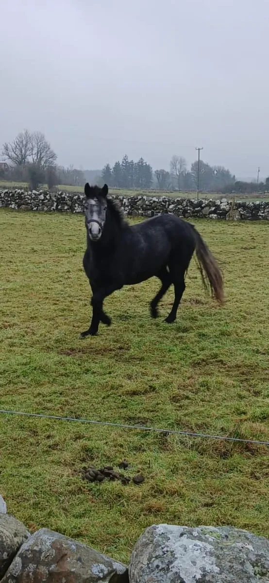 Quality young Filly for sale - Image 1