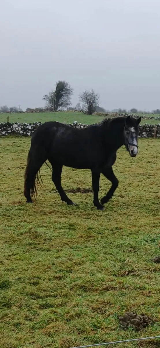 Quality young Filly for sale - Image 2