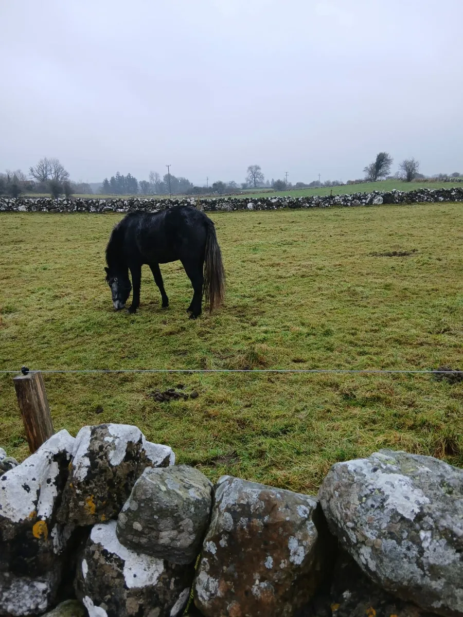 Quality young Filly for sale - Image 3