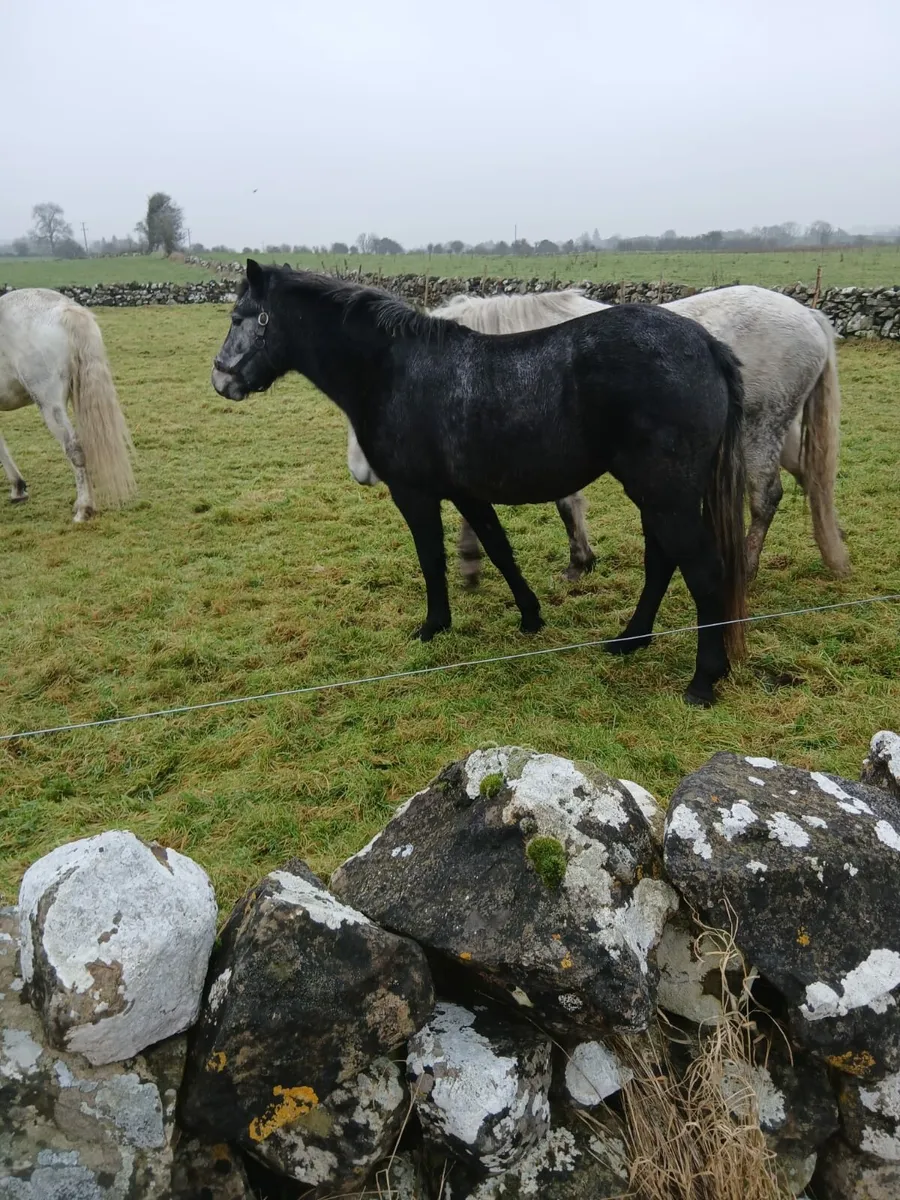 Quality young Filly for sale - Image 4