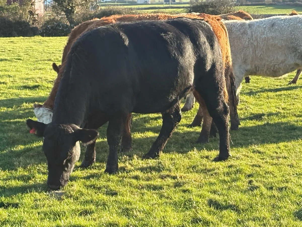 Suckler cows - Image 2