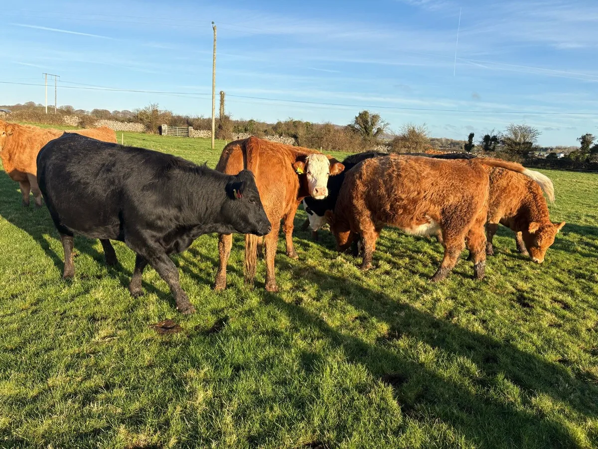 Suckler cows - Image 3