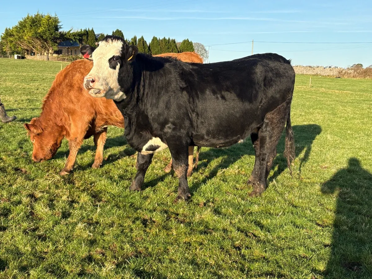 Suckler cows - Image 4