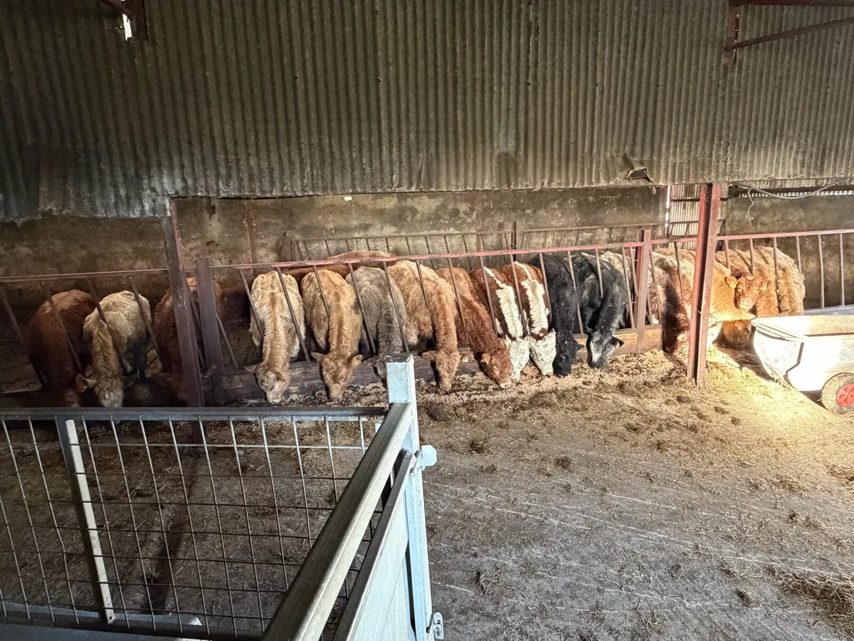 Top Class West of Ireland Suckler Bull Calves - Image 4