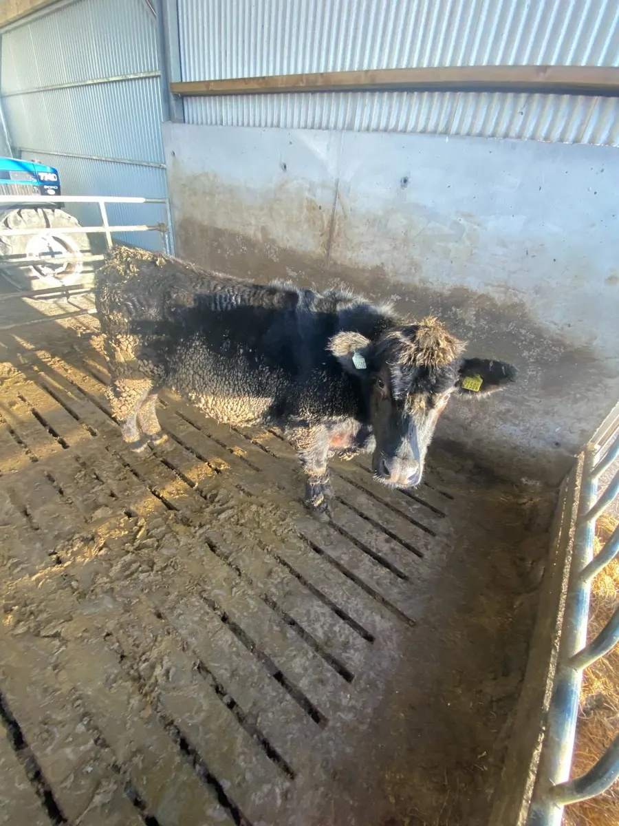 4 Quality AAX Bullocks - Image 3