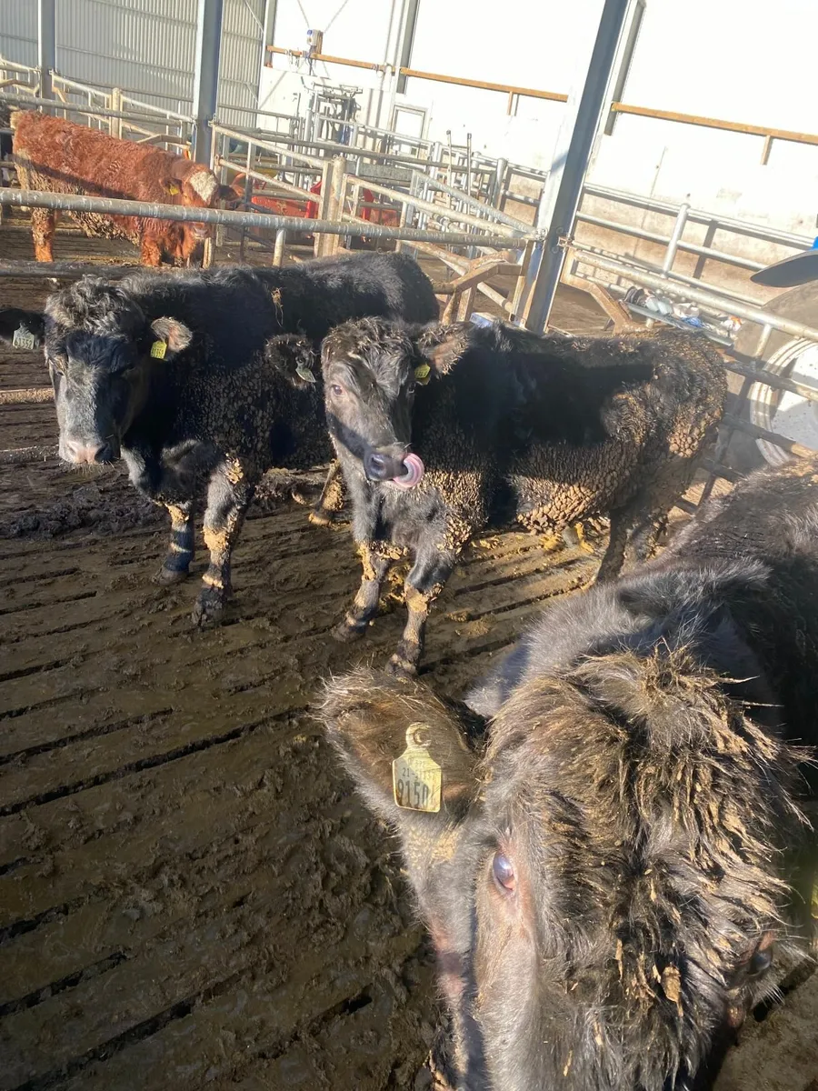 4 Quality AAX Bullocks - Image 1