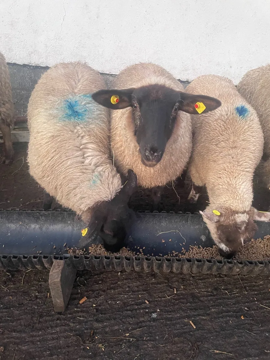 Crossbred Ewe Lambs - Image 2