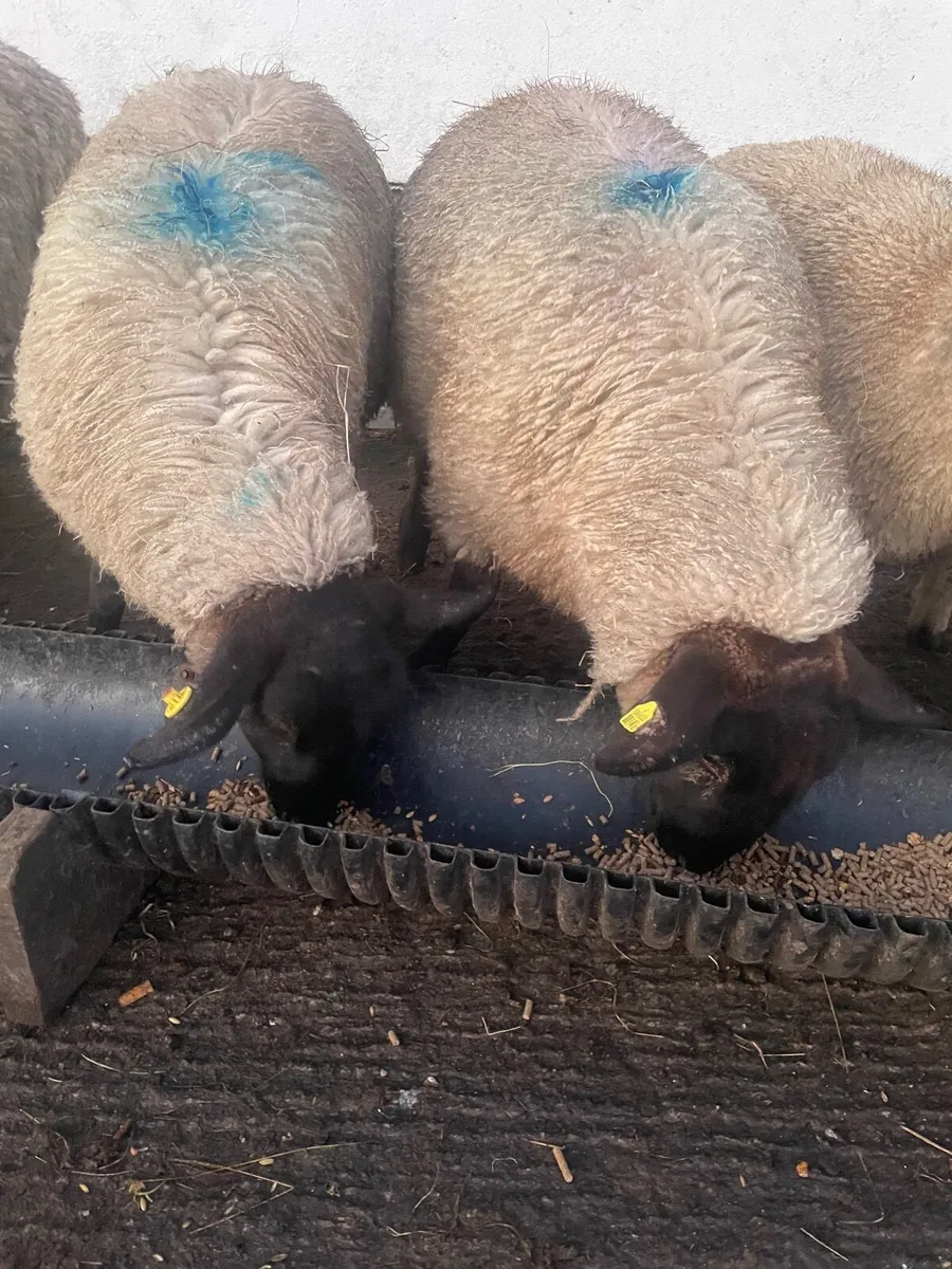 Crossbred Ewe Lambs - Image 3
