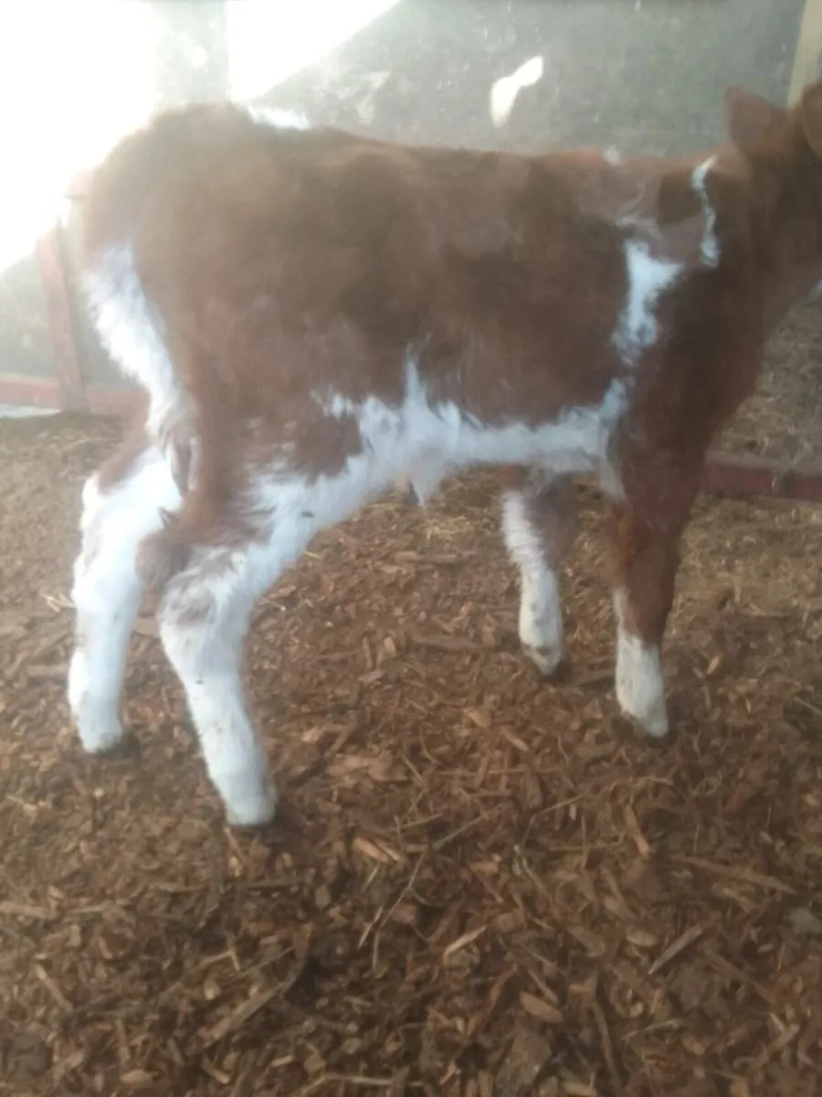 Calf - Image 3