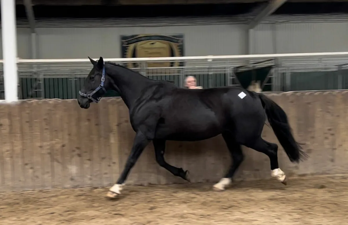 Black irish draught mare