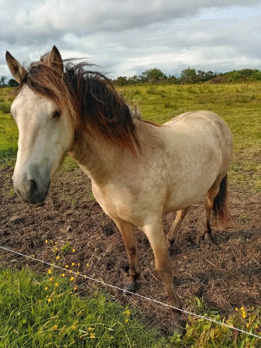 Registerd dunn filly - Image 3