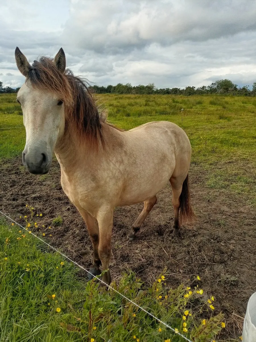 Registerd dunn filly - Image 4