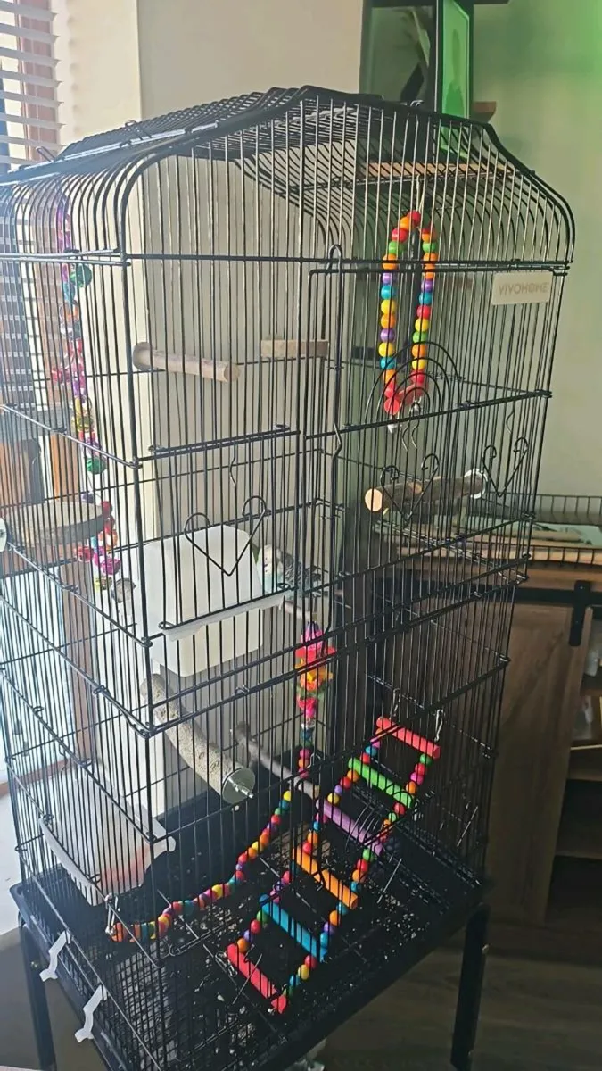 2 male budgies with cage and accessories - Image 1