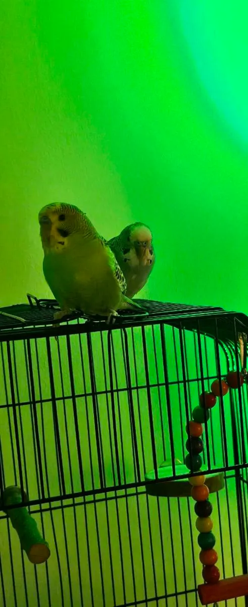 2 male budgies with cage and accessories - Image 2