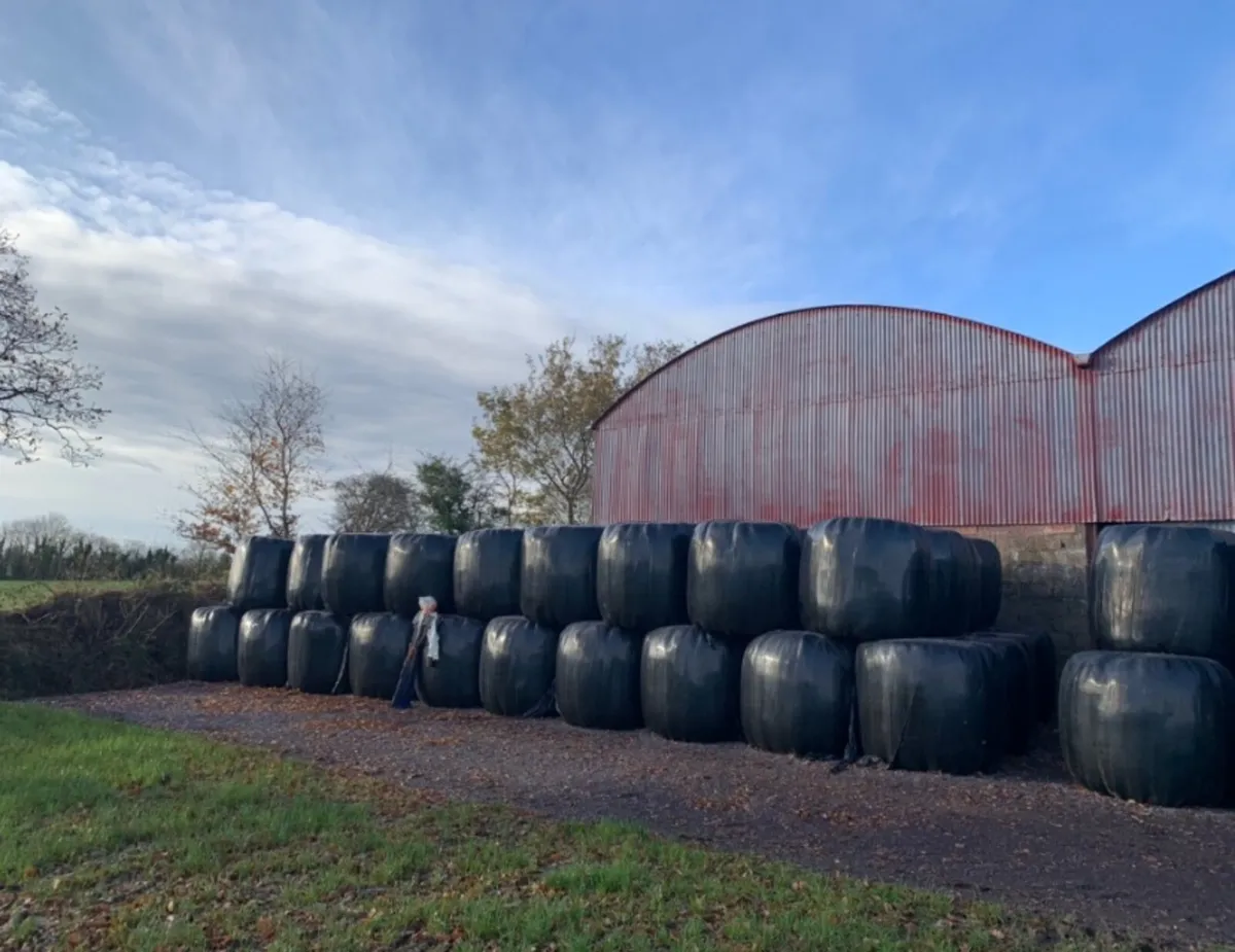 Silage bales for sale - Image 1