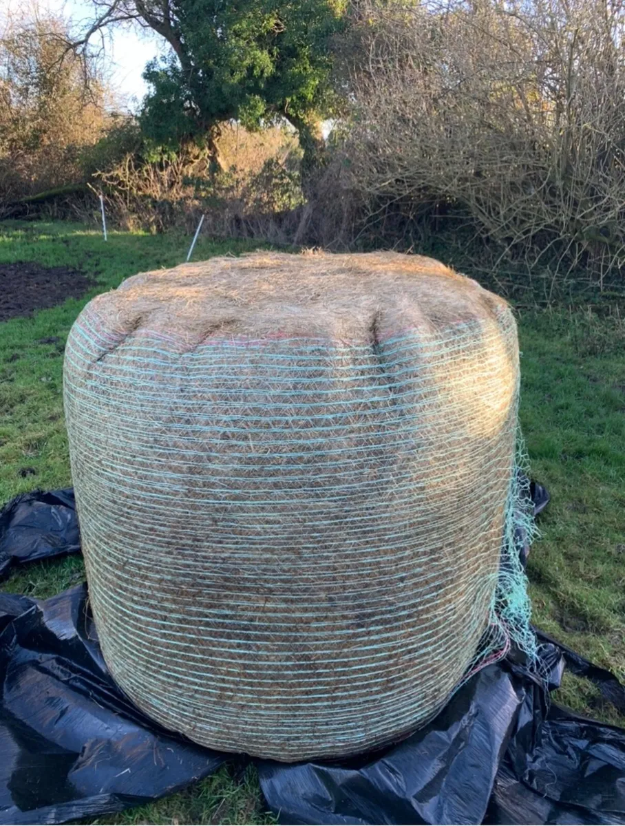 Silage bales for sale - Image 2