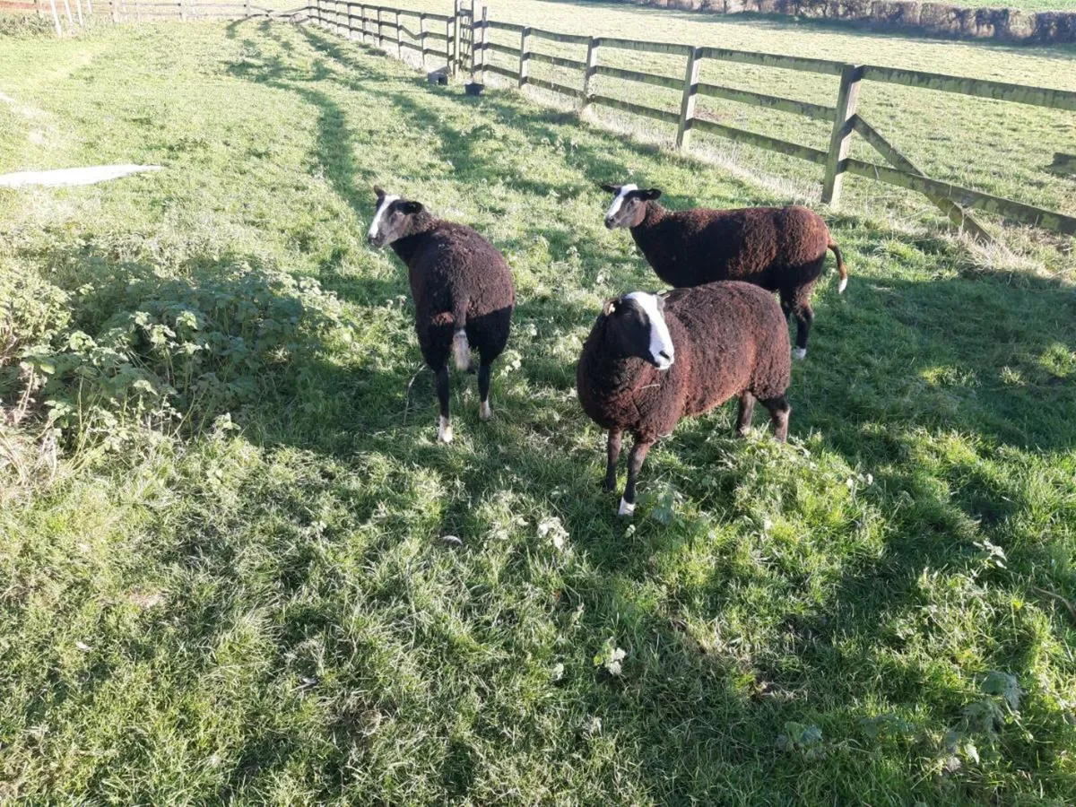 Zwartbles ewe lambs - Image 2