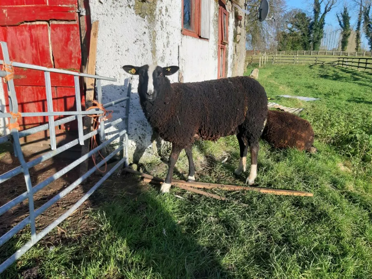 Zwartbles ewe lambs - Image 4
