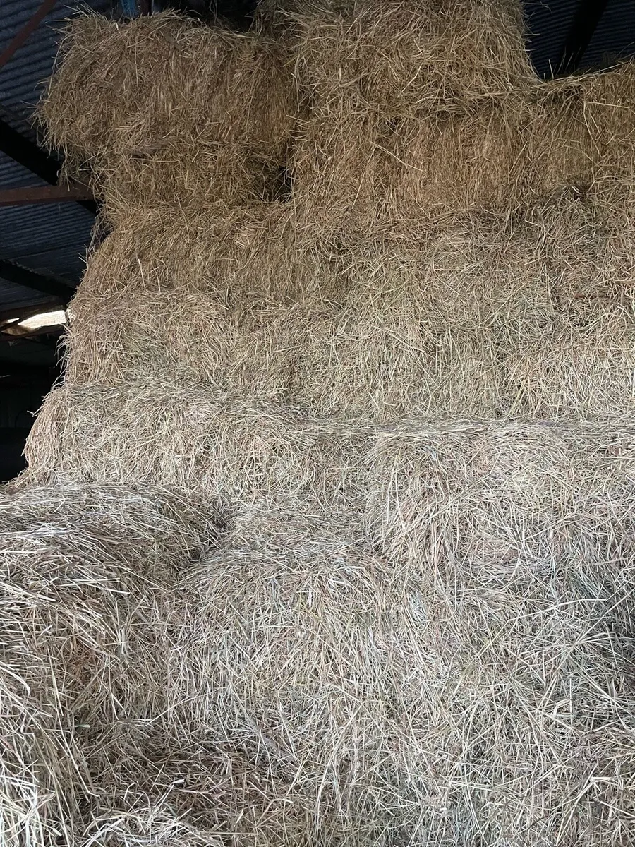 Hay for sale - Image 3