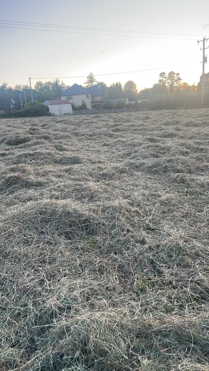 Hay for sale - Image 4