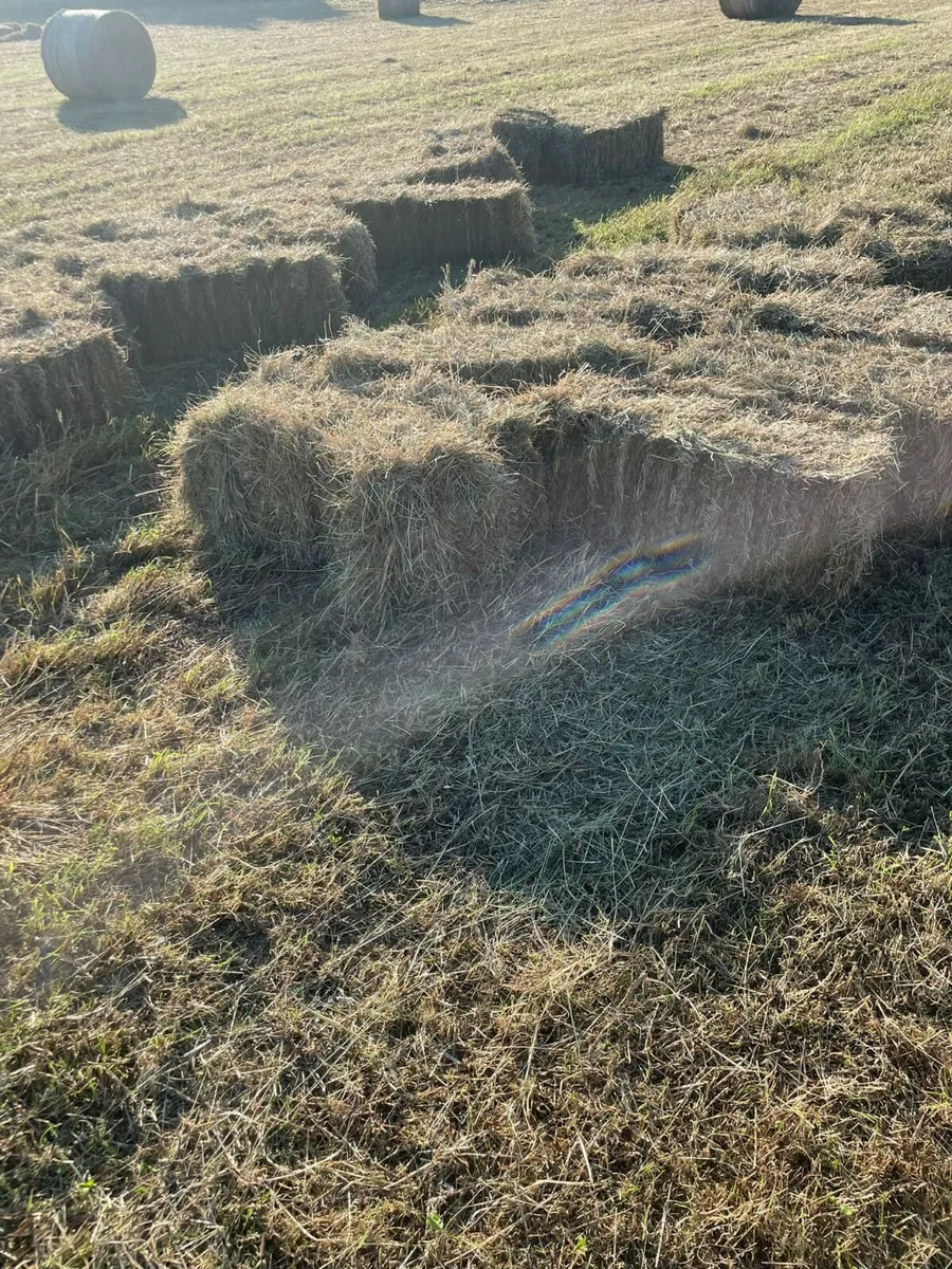 ‼️Hay(Round/SMALL sqaure)‼️ - Image 2