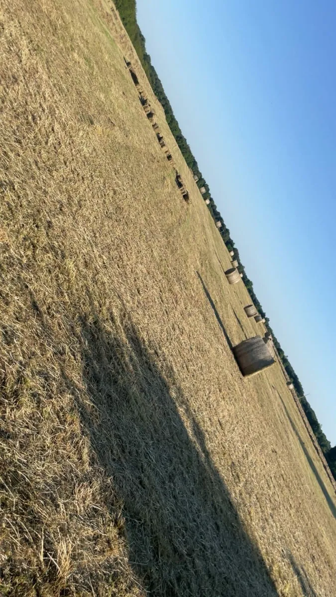 ‼️Hay(Round/SMALL sqaure)‼️ - Image 1
