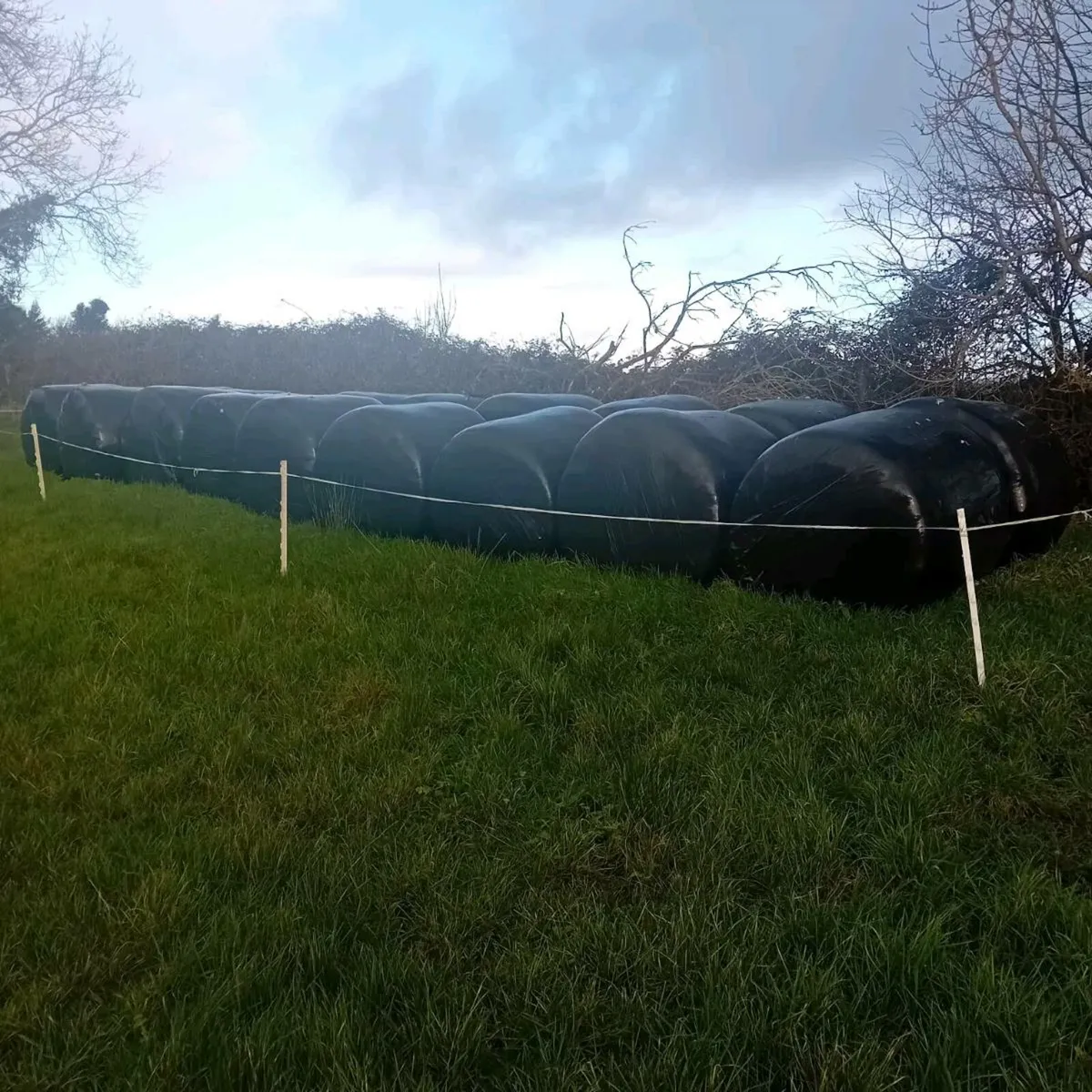 Good quality silage for sale - Image 2