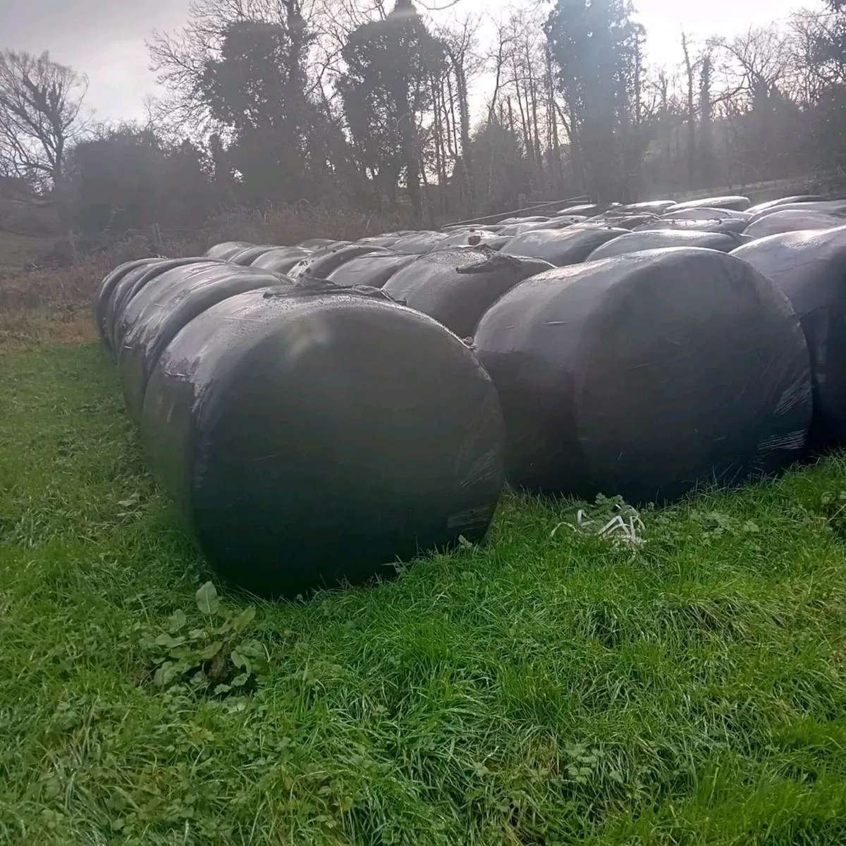 Good quality silage for sale - Image 4