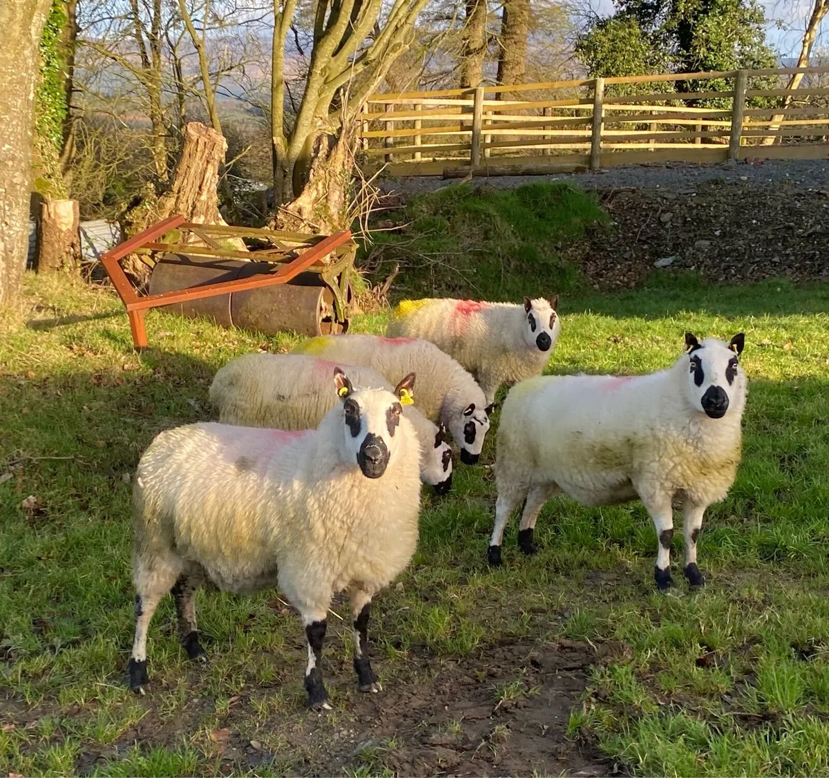 Kerry Hill Ewes- Scanned in lamb - Image 1