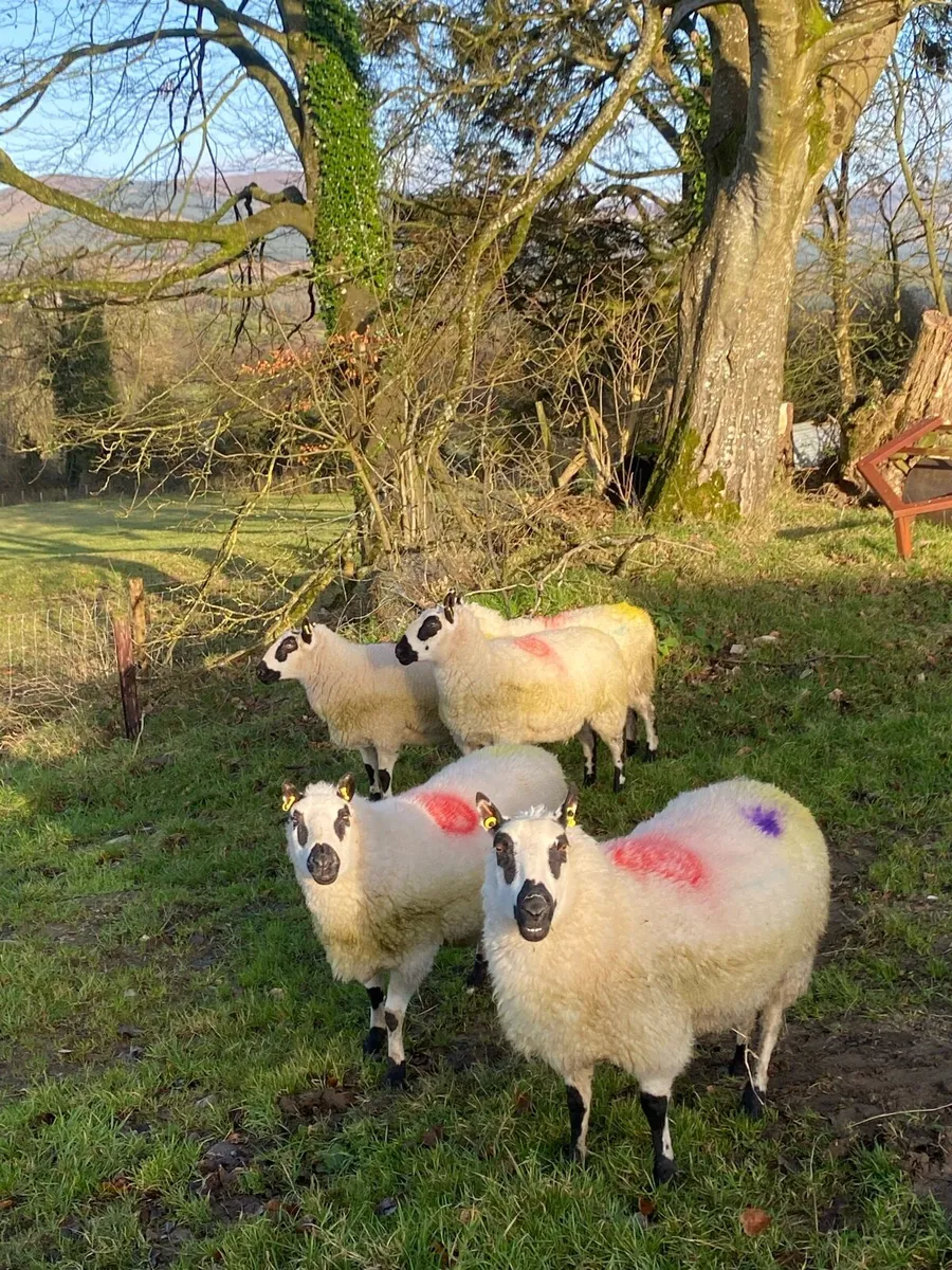 Kerry Hill Ewes- Scanned in lamb - Image 2