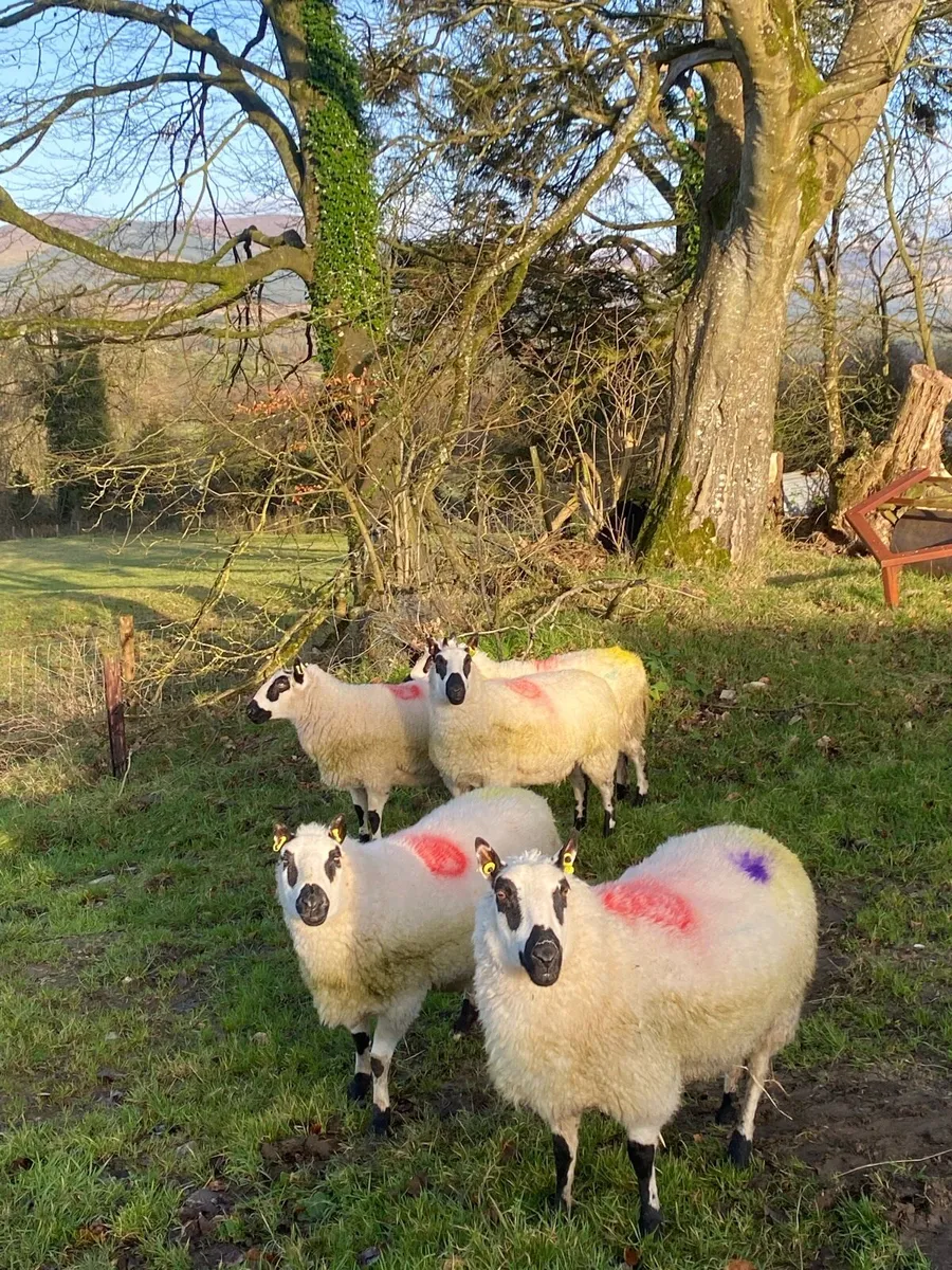 Kerry Hill Ewes- Scanned in lamb - Image 3
