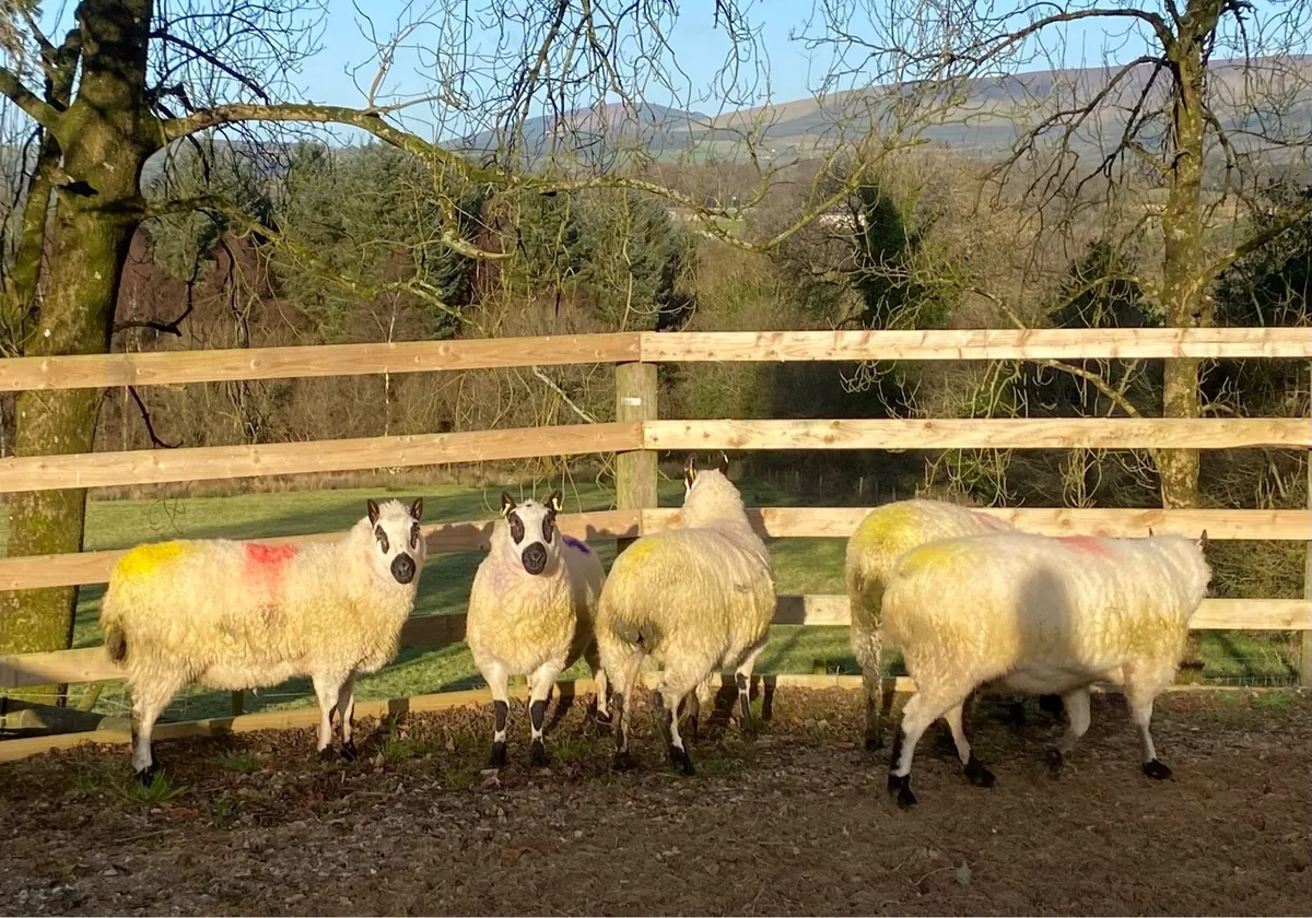 Kerry Hill Ewes- Scanned in lamb - Image 4