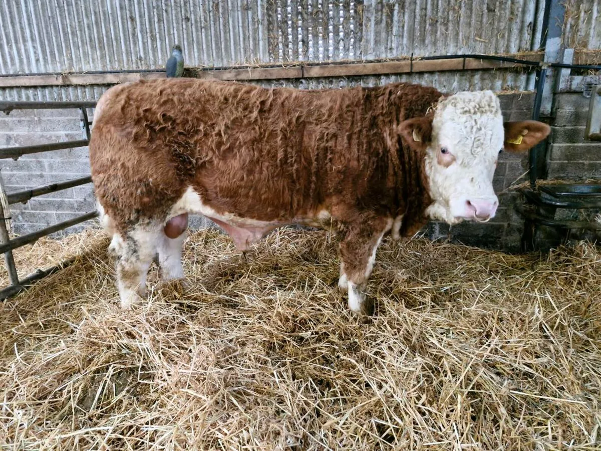 Pedigree Simmental Bull - Image 2