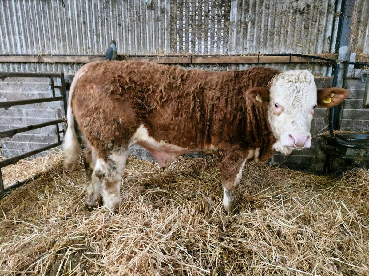 Pedigree Simmental Bull - Image 3