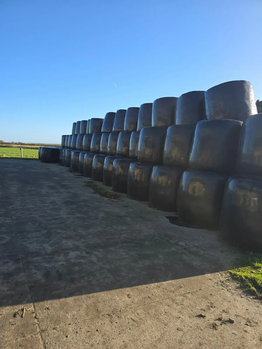 Silage - Image 3