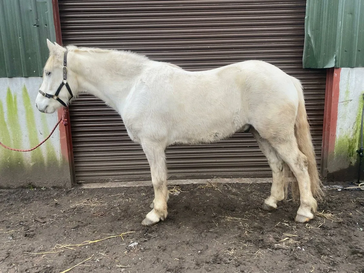 Connemara Gelding - Image 1