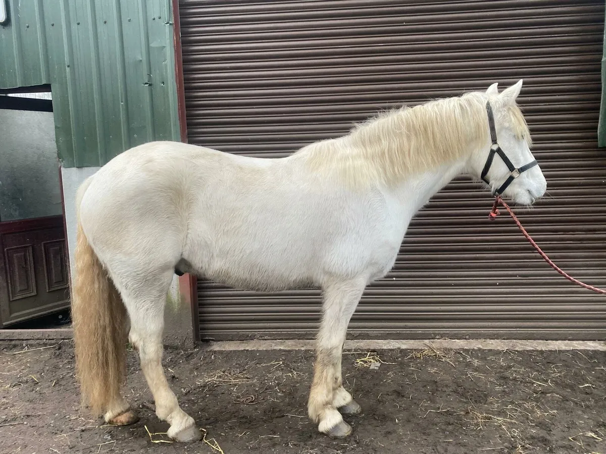 Connemara Gelding - Image 2
