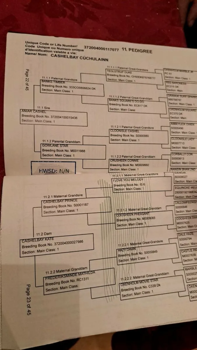 Connemara Gelding - Image 4