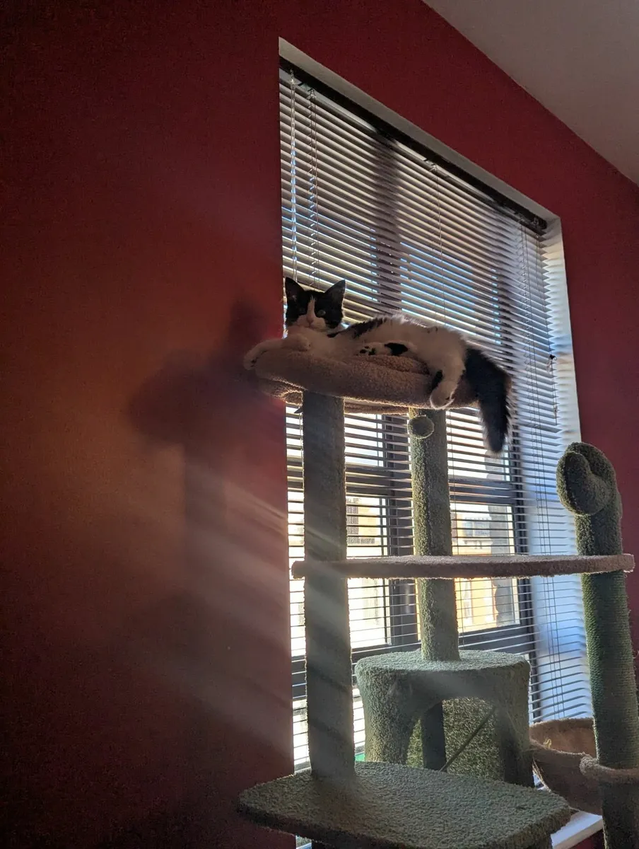 Maine Coon mix - Image 1