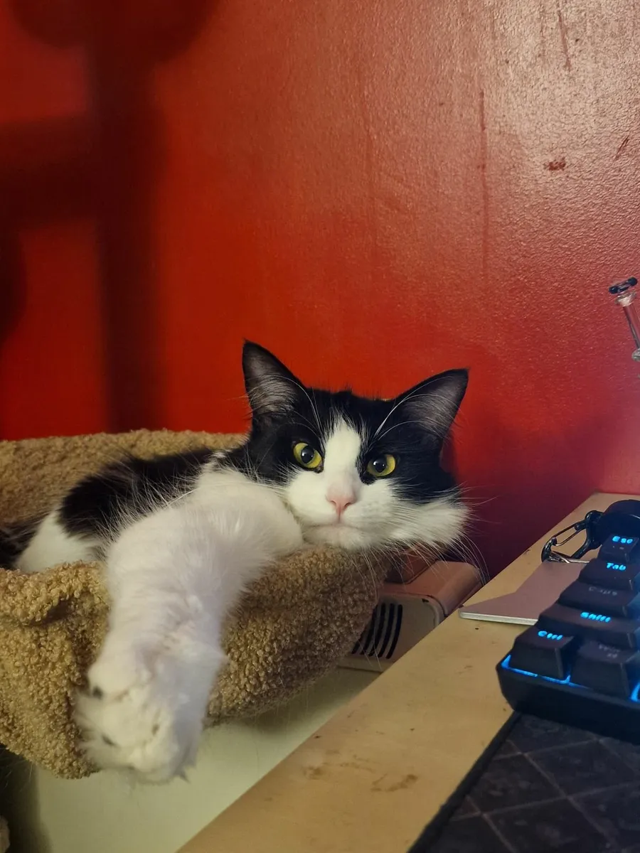 Maine Coon mix - Image 2