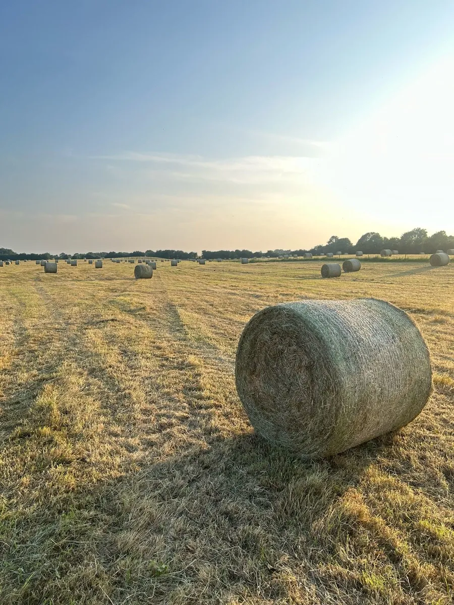 June hay ,no fert/spray , - Image 3