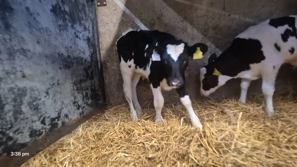 7 Quality Friesian bull calves for sale - Image 4