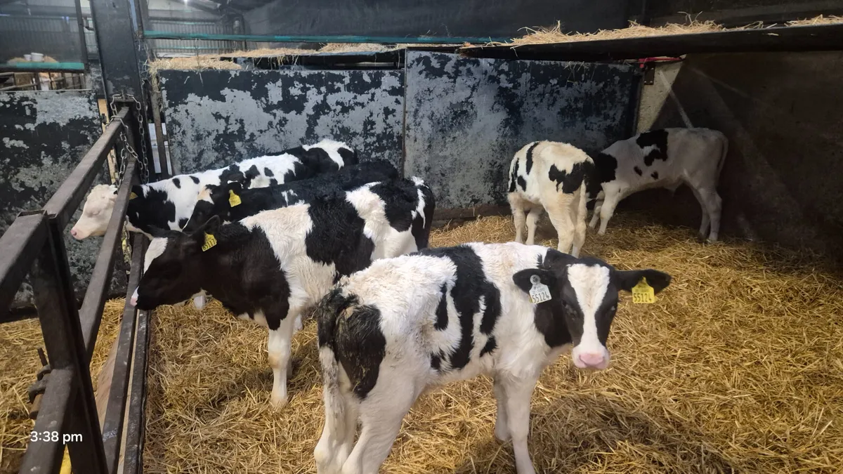 7 Quality Friesian bull calves for sale - Image 3